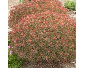 Photo Courtesy of Walter's Gardens, Inc.