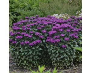 Photo Courtesy of Walter's Gardens, Inc.
