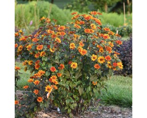 Photo Courtesy of Walter's Gardens, Inc.