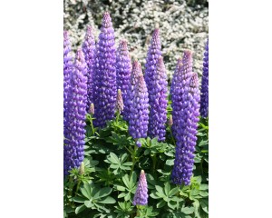 Photo Courtesy of Ball Horticultural Company