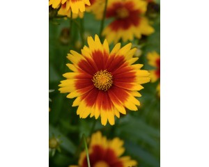 Photo Courtesy of Ball Horticultural Company
