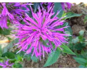 Photo Courtesy of Ball Horticultural Company