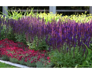 Photo Courtesy of Ball Horticultural Company