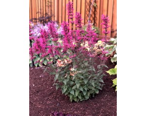 Photo Courtesy of TERRA NOVA® Nurseries, Inc.