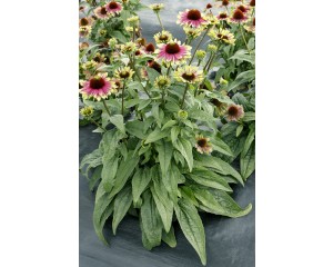 Photo Courtesy of TERRA NOVA® Nurseries, Inc.