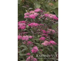 Photo Courtesy of Monrovia