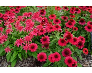 Photo Courtesy of Ball Horticultural Company
