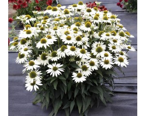 Photo Courtesy of TERRA NOVA® Nurseries, Inc.