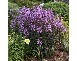 Photo Courtesy of Walters Gardens, Inc.