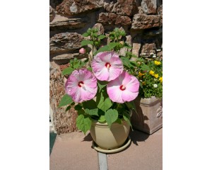 Photo Courtesy of Syngenta Flowers