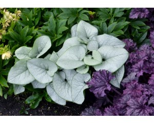 Brunnera, Alexandria (Bugloss)