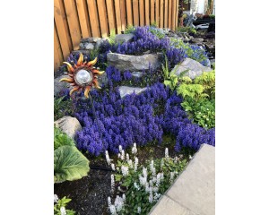 Photo Courtesy of TERRA NOVA® Nurseries, Inc.