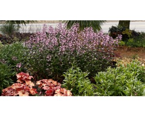 Photo Courtesy of TERRA NOVA® Nurseries