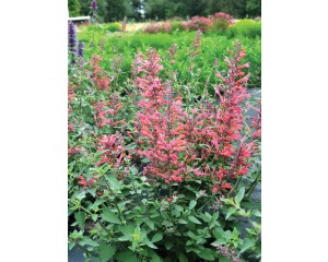 Photo Courtesy of TERRA NOVA® Nurseries, Inc.