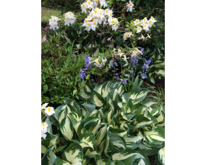Photo Courtesy of Ball Horticultural Company