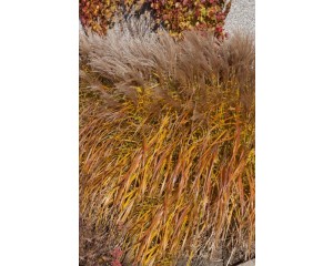 Photo Courtesy of Bailey Nurseries Inc.