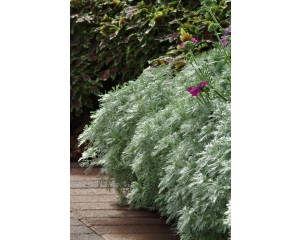 Photo Courtesy of Ball Horticultural Company