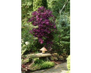 Photo Courtesy of Ball Horticultural Company