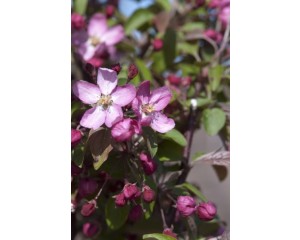 Photo Courtesy of Bailey Nurseries Inc.