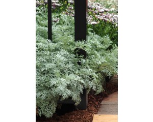 Photo Courtesy of Ball Horticultural Company