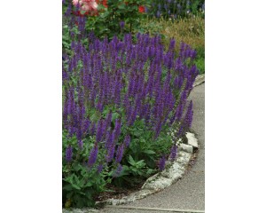 Photo Courtesy of Ball Horticultural Company