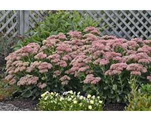 Photo Courtesy of Ball Horticultural Company