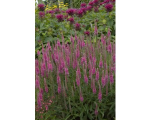 Photo Courtesy of Ball Horticultural Company
