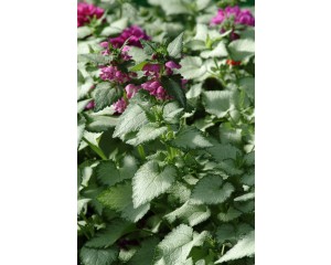 Photo Courtesy of Ball Horticultural Company