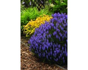 Photo Courtesy of Ball Horticultural Company