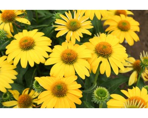 Photo Courtesy of Ball Horticultural Company