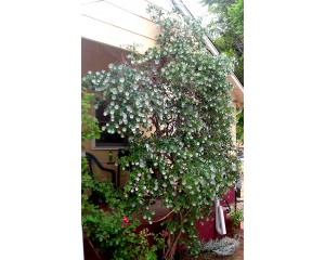 Photo Courtesy of Bailey Nurseries Inc.