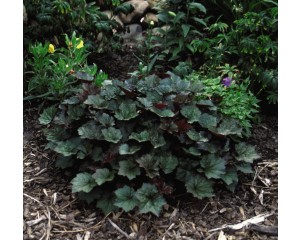 Photo Courtesy of Bailey Nurseries Inc.