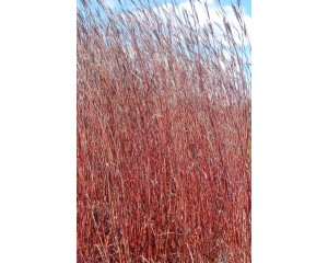 Photo Courtesy of Intrinsic Perennial Gardens Inc.