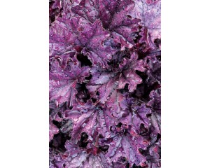 Photo Courtesy of TERRA NOVA® Nurseries, Inc.