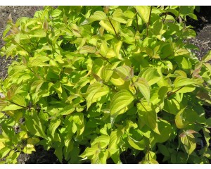 Photo Courtesy of Bailey Nurseries Inc.
