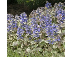Photo Courtesy of Walter's Gardens