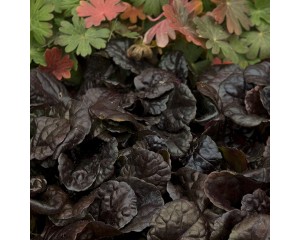 Photo Courtesy of Walter's Gardens