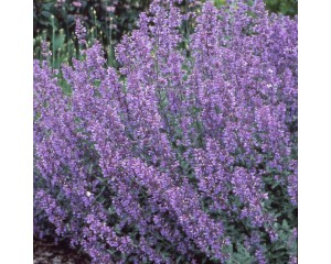 Photo Courtesy of Walter's Gardens, Inc.