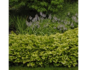 Photo Courtesy of Walter's Gardens, Inc.