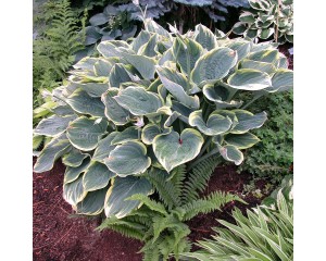 Photo Courtesy of Walter's Gardens, Inc.
