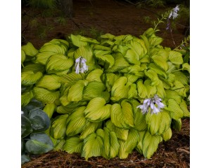 Photo Courtesy of Walter's Gardens, Inc.