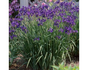 Photo Courtesy of Walter's Gardens, Inc.