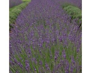 Photo Courtesy of Walter's Gardens, Inc.