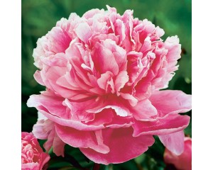 Photo Courtesy of Walter's Gardens, Inc.