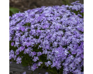Photo Courtesy of Walter's Gardens, Inc.