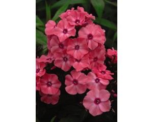 Photo Courtesy of Bailey Nurseries Inc.