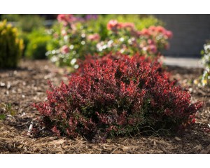 Photo Courtesy of Bailey Nurseries Inc.
