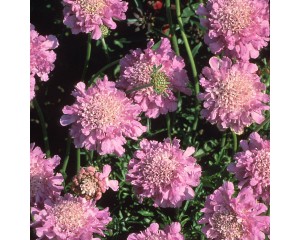Photo Courtesy of Walter's Gardens, Inc.