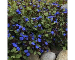 Photo Courtesy of Walter's Gardens, Inc.