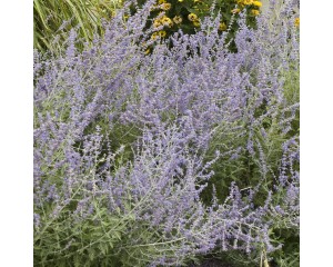 Photo Courtesy of Walter's Gardens, Inc.